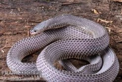 Westliche Wald-Feilenschlange, Mehelya Poensis -Boutique-Tierhandlung Westliche Wald Feilenschlange Mehelya poensis 13