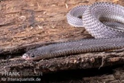 Westliche Wald-Feilenschlange, Mehelya Poensis -Boutique-Tierhandlung Westliche Wald Feilenschlange Mehelya poensis 2