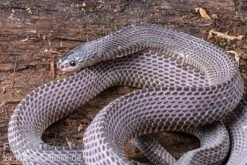 Westliche Wald-Feilenschlange, Mehelya Poensis -Boutique-Tierhandlung Westliche Wald Feilenschlange Mehelya poensis 5