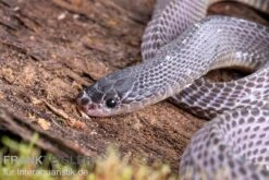 Westliche Wald-Feilenschlange, Mehelya Poensis -Boutique-Tierhandlung Westliche Wald Feilenschlange Mehelya poensis 6