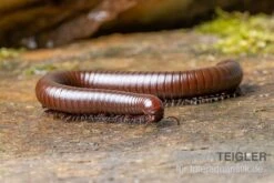 Wüsten-Tausendfüßer, Orthoporus Ornatus -Boutique-Tierhandlung Wuesten Tausendfuesser Orthoporus ornatus 3