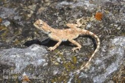 Wüstenagame, Agama Mutabilis -Boutique-Tierhandlung Wuestenagame Agama mutabilis