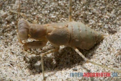 Wüstenmantis, Eremiaphila Nilotica -Boutique-Tierhandlung Wuestenmantis Eremiaphila nilotica 3