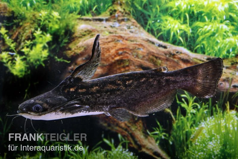 Wurzelwels, Trachelyopterus Fisheri 1 Wurzelwels, Trachelyopterus Fisheri