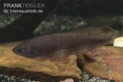 Afrikanischer Messerfisch, Xenomystus Nigri 5 Afrikanischer Messerfisch, Xenomystus Nigri -Boutique-Tierhandlung Xenomystus nigri Afrikanischer Messerfisch 1