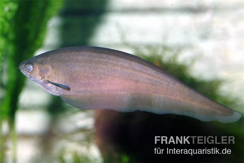 Afrikanischer Messerfisch, Xenomystus Nigri 2 Afrikanischer Messerfisch, Xenomystus Nigri – Bild 2