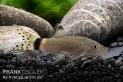 Jaguar-Prachtschmerle, Yasuhikotakia Splendida