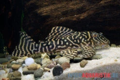 Yellow Zebra Catfish, L401, Hypancistrus Sp. -Boutique-Tierhandlung Yellow Zebra Catfish L401 Hypancistrus sp 3