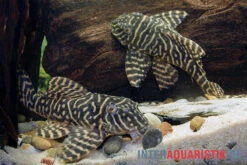 Yellow Zebra Catfish, L401, Hypancistrus Sp. -Boutique-Tierhandlung Yellow Zebra Catfish L401 Hypancistrus sp 4