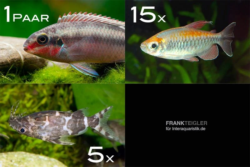 Zierfisch-Sortiment Afrika Ab 120 Cm 1 Zierfisch-Sortiment Afrika Ab 120 Cm