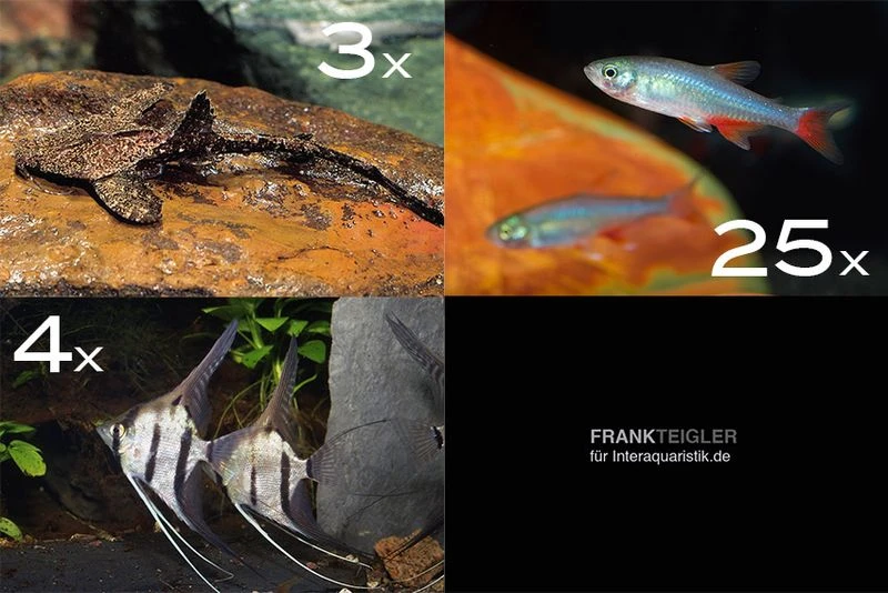 Zierfisch-Sortiment Amazonas Für 120 Cm 1 Zierfisch-Sortiment Amazonas Für 120 Cm