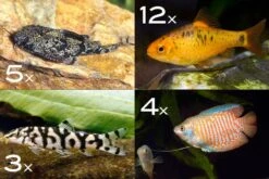 Zierfisch-Sortiment Asien Für 120 Cm