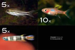 Zierfisch-Sortiment Minifische Für Becken Ab 60 Cm