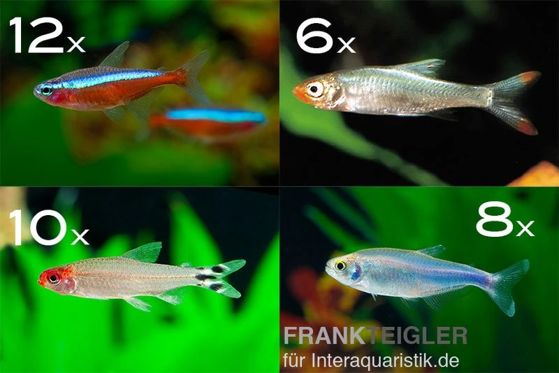 Zierfisch-Sortiment Salmler Rot/blau Ab 100 Cm 1 Zierfisch-Sortiment Salmler Rot/blau Ab 100 Cm