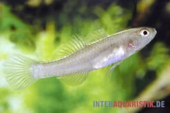 Zitronengrundel, Mugilogobius Rexi (Minifisch) -Boutique-Tierhandlung Zitronengrundel 1 Paar Mugilogobius rexi Minifisch 2