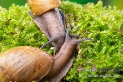 Zwerg-Achatschnecke, Archachatina Papyracea 5 Zwerg-Achatschnecke, Archachatina Papyracea -Boutique-Tierhandlung Zwerg Achatschnecke Archachatina papyracea 3