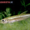 Zwerg-Barracuda-Salmler, Acestrorhynchus Cf. Minimus