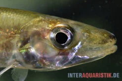 Zwerg-Barracuda-Salmler, Acestrorhynchus Cf. Minimus -Boutique-Tierhandlung Zwerg Barracuda Salmler Acestrorhynchus cf minimus 3