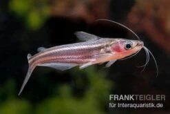 Zwerg-Haiwels, Pseudeutropius Moolenburghae -Boutique-Tierhandlung Zwerg Haiwels Pseudeutropius moolenburghae