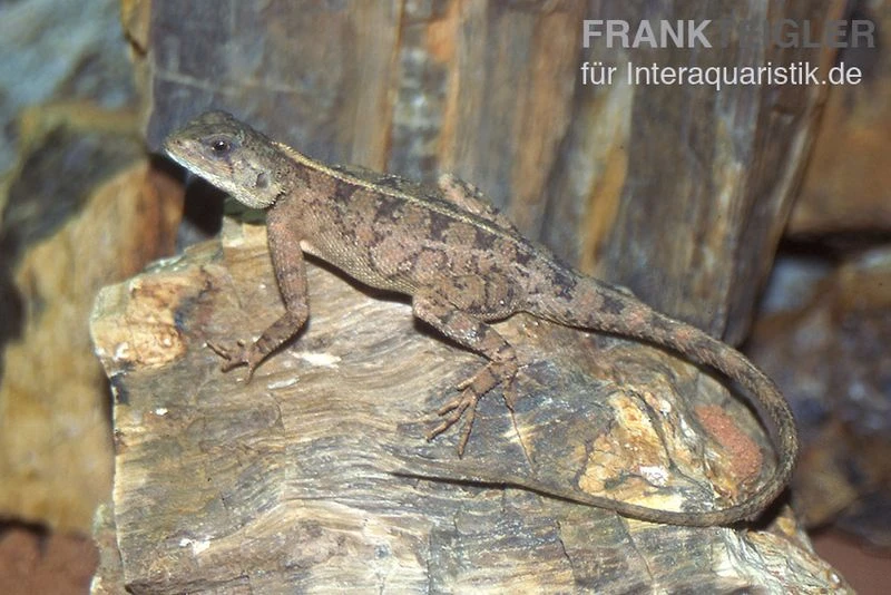 Zwergagame, Agama Persimilis 1 Zwergagame, Agama Persimilis