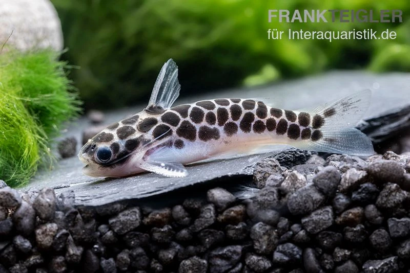 Zwergtrugdornwels, Centromochlus Perugiae 1 Zwergtrugdornwels, Centromochlus Perugiae