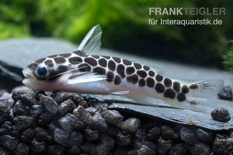 Zwergtrugdornwels, Centromochlus Perugiae 2 Zwergtrugdornwels, Centromochlus Perugiae – Bild 2