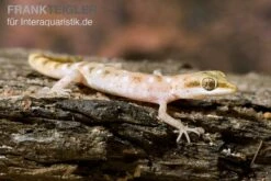 Zwergwüstengecko, Tropiocolotes Steudneri -Boutique-Tierhandlung Zwergwuestengecko Tropiocolotes steudneri 3