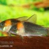 Dreieckspanzerwels, Corydoras Eques Tefe