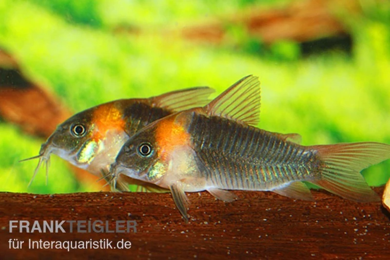 Dreieckspanzerwels, Corydoras Eques Tefe 1 Dreieckspanzerwels, Corydoras Eques Tefe