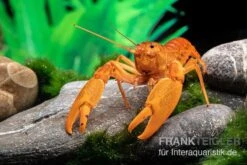 Goldener Cherax, Cherax Cf. Snowden 5 Goldener Cherax, Cherax Cf. Snowden -Boutique-Tierhandlung goldener krebs cherax cf snowden