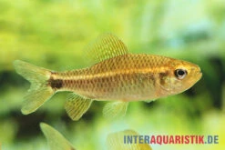 Fleckenschwanzsalmler, Crenuchus Spilurus -Boutique-Tierhandlung ia crenuchus spilurus brasilien frau4