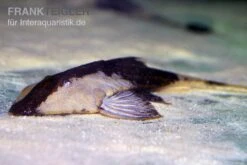 Chamäleon-Flunderharnischwels, Pseudohemiodon Apithanos